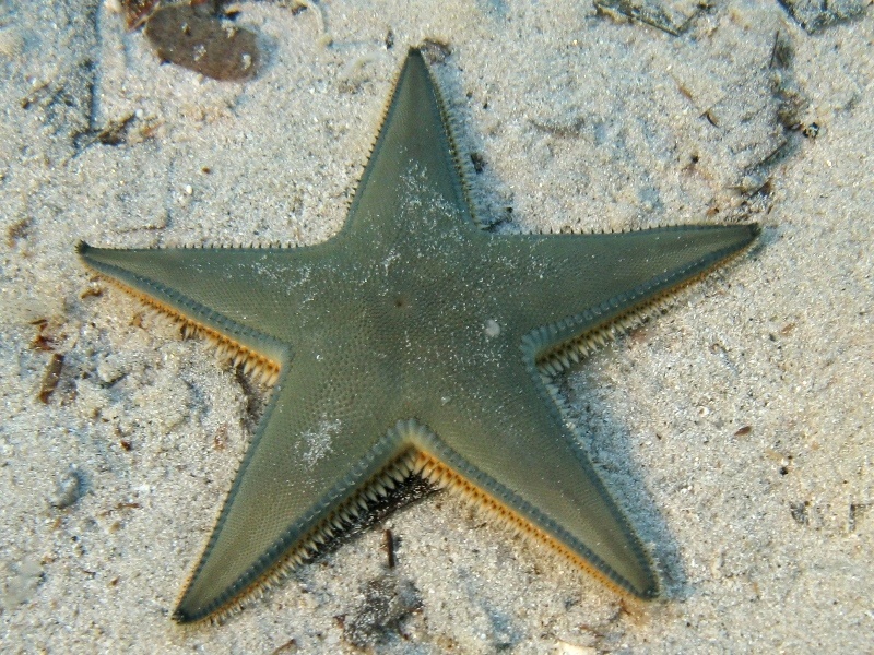 Astropecten jonstoni (Delle Chiaje, 1827)